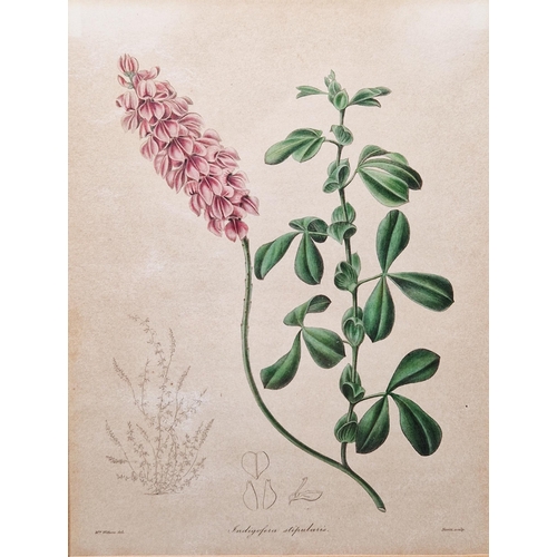 327 - After Sydenham Edwards (1768-1819)
 Five hand-coloured botanical engravings
 Each titled, published ... 