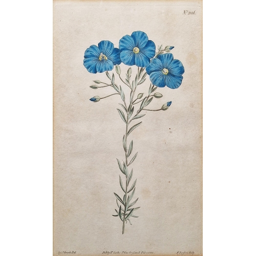 327 - After Sydenham Edwards (1768-1819)
 Five hand-coloured botanical engravings
 Each titled, published ... 