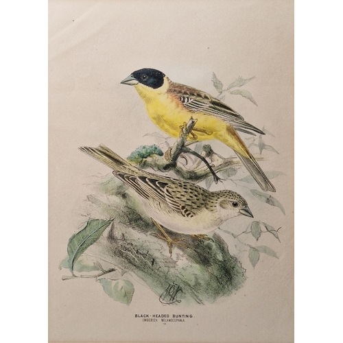 328 - After George Edwards (1694-1773)
 Coloured print, A Bird from China, 25.5cm x 20.3cm another after E... 