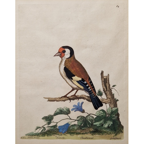 328 - After George Edwards (1694-1773)
 Coloured print, A Bird from China, 25.5cm x 20.3cm another after E... 