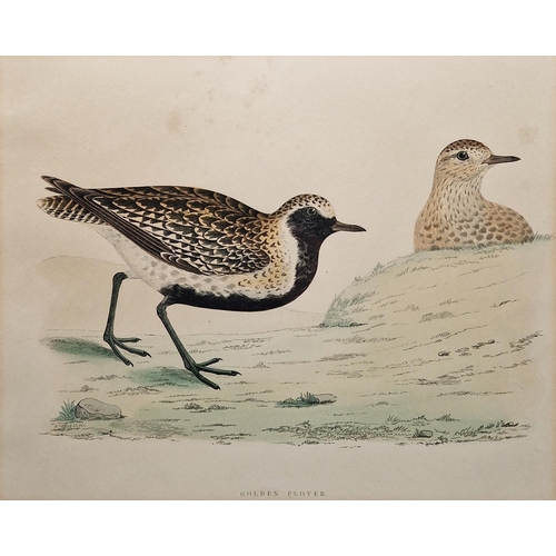 328 - After George Edwards (1694-1773)
 Coloured print, A Bird from China, 25.5cm x 20.3cm another after E... 