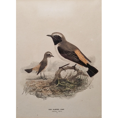 328 - After George Edwards (1694-1773)
 Coloured print, A Bird from China, 25.5cm x 20.3cm another after E... 