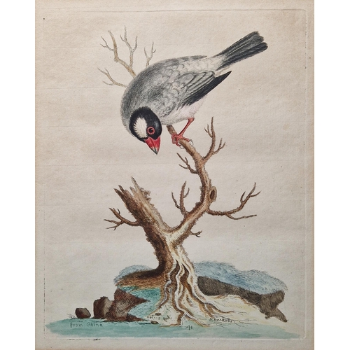 328 - After George Edwards (1694-1773)
 Coloured print, A Bird from China, 25.5cm x 20.3cm another after E... 