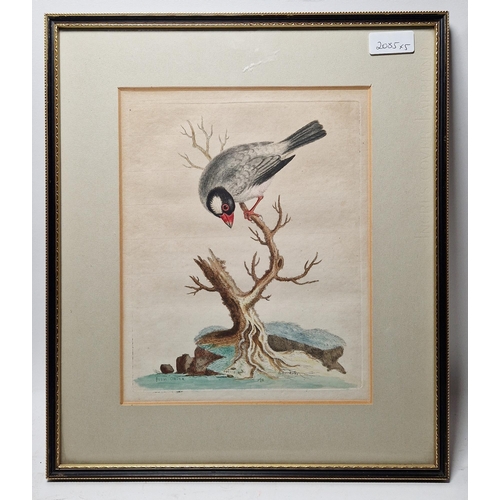 328 - After George Edwards (1694-1773)
 Coloured print, A Bird from China, 25.5cm x 20.3cm another after E... 