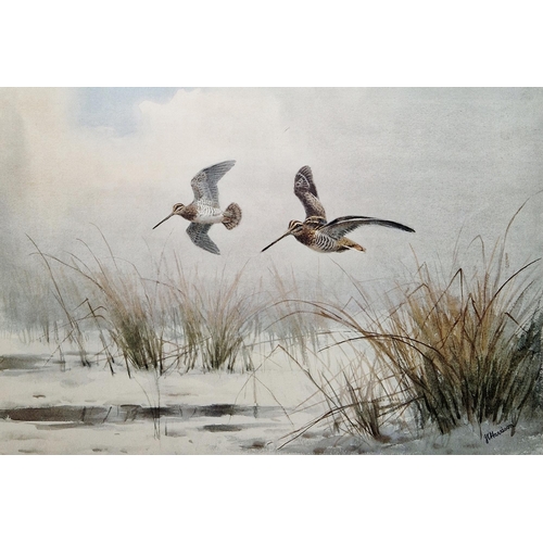 330 - After John Cyril Harrison (1898-1985)
 Two limited edition prints in colours, the first of two snipe... 