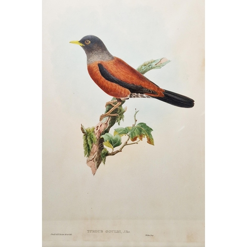 331 - After John Gould (1804-1881) and W Hart 
 Eight ornithological lithographs
 Each pub. by Walter, inc... 