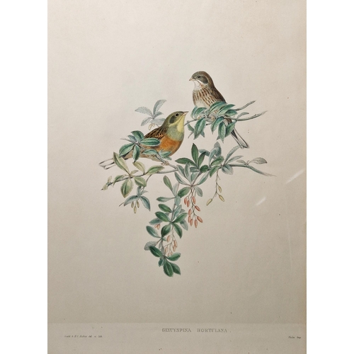 331 - After John Gould (1804-1881) and W Hart 
 Eight ornithological lithographs
 Each pub. by Walter, inc... 