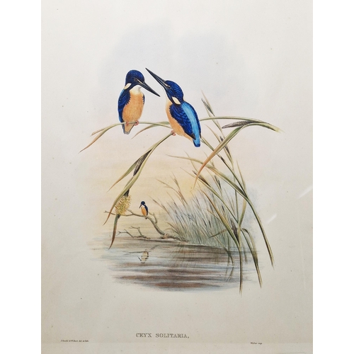 331 - After John Gould (1804-1881) and W Hart 
 Eight ornithological lithographs
 Each pub. by Walter, inc... 