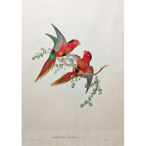 331 - After John Gould (1804-1881) and W Hart 
 Eight ornithological lithographs
 Each pub. by Walter, inc... 