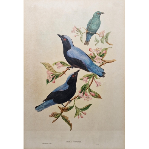 331 - After John Gould (1804-1881) and W Hart 
 Eight ornithological lithographs
 Each pub. by Walter, inc... 