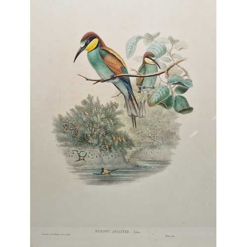 331 - After John Gould (1804-1881) and W Hart 
 Eight ornithological lithographs
 Each pub. by Walter, inc... 