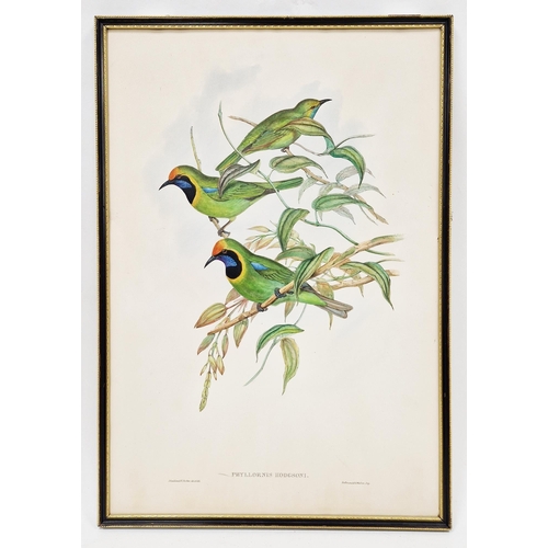 331 - After John Gould (1804-1881) and W Hart 
 Eight ornithological lithographs
 Each pub. by Walter, inc... 