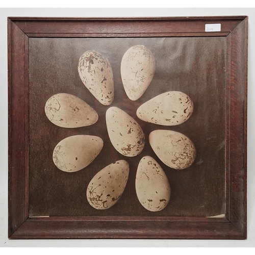 334 - Late 19th/early 20th century sepia print of nine specimen bird's eggs bearing Rowland Ward, Piccadil... 