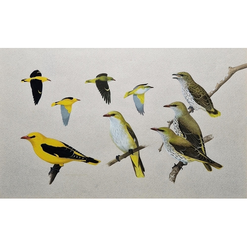 370 - 20th century school
 Two ornithological studies, gouache on paper 
 The first with studies of goldfi... 