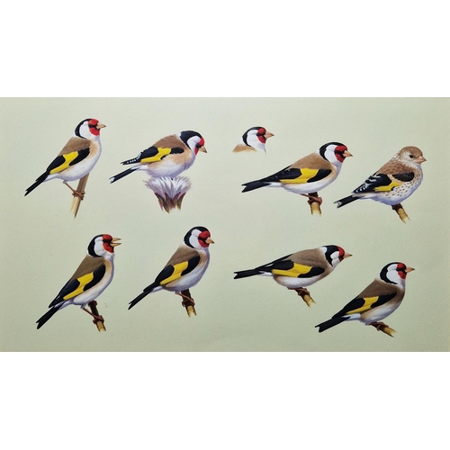 370 - 20th century school
 Two ornithological studies, gouache on paper 
 The first with studies of goldfi... 