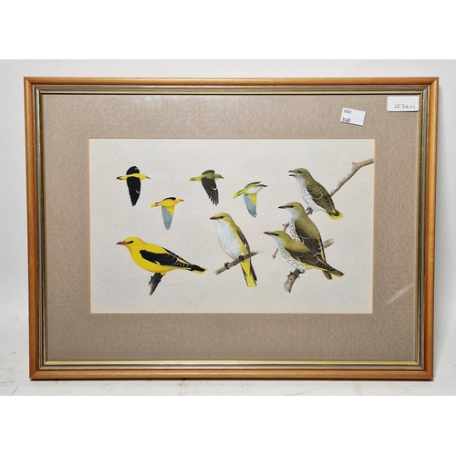 370 - 20th century school
 Two ornithological studies, gouache on paper 
 The first with studies of goldfi... 