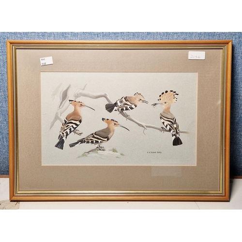 372 - C.E. Talbot Kelly (1927)
 Gouache on paper
 Ornithological study of four hoopoes perched on branches... 