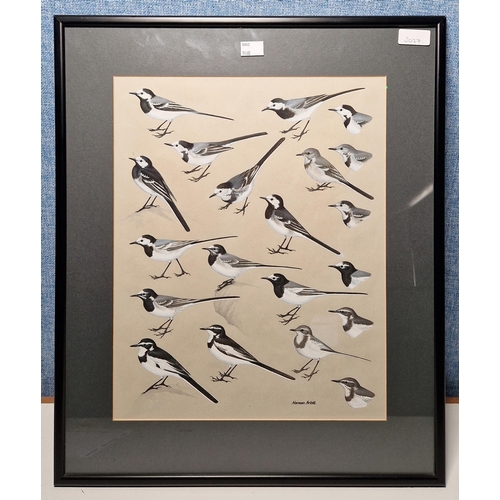 373 - Norman Arlott (1947-2022)
 Gouache and watercolour on a paper
 Ornithological study of wagtails, sig... 