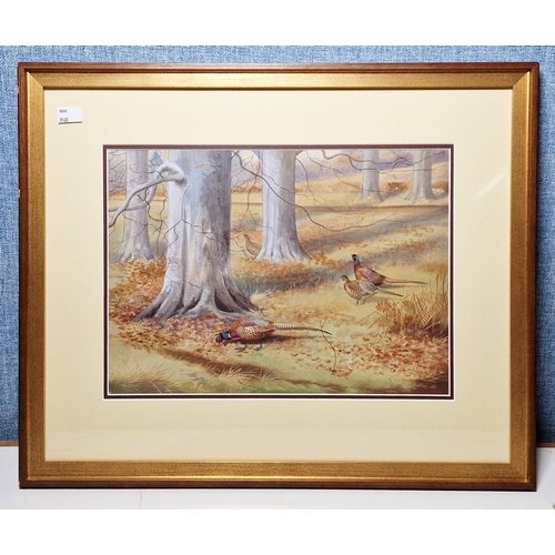 380 - Philip Rickman (1891-1982)
 Watercolour
 Pheasants in woodland, signed lower right, framed and glaze... 