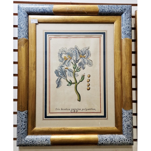 316 - Three 19th century hand-coloured engravings of flowers, framed and glazed, image size 32cm x 21cm (3... 