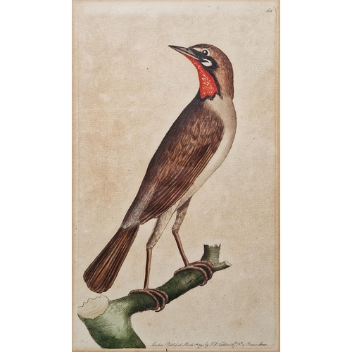 320 - LOT WITHDRAWN; After Frederick P. Nodder, (Pub, 1751-1800)
 Two hand coloured engravings of birds, e... 