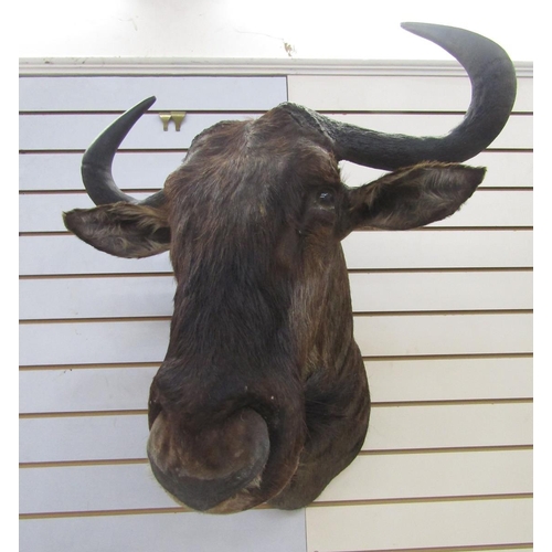 147 - Taxidermy Blue Wildebeest (Connochaetes Taurinus) shoulder mount looking slightly to the right, 73cm... 