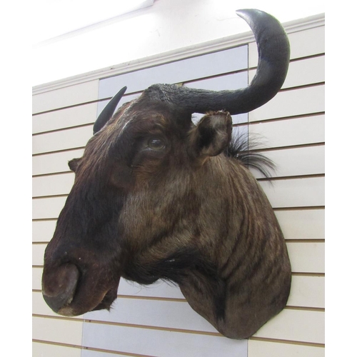 147 - Taxidermy Blue Wildebeest (Connochaetes Taurinus) shoulder mount looking slightly to the right, 73cm... 