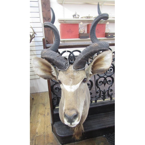 148 - Taxidermy Great Kudu (Strebsiceros Strebsiceros) shoulder mount looking to the right, from wall 92cm... 