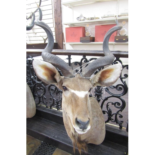 149 - Taxidermy Great Kudu (Strebsiceros Strebsiceros) shoulder mount looking to the left, from wall 90cm,... 