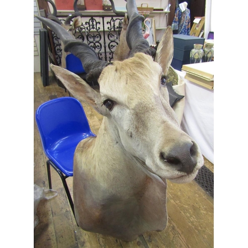 150 - Taxidermy Common Eland (Taurotragus Oryx) shoulder mount looking slightly to the right, 97cm from wa... 