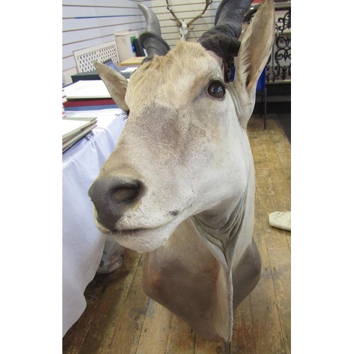 150 - Taxidermy Common Eland (Taurotragus Oryx) shoulder mount looking slightly to the right, 97cm from wa... 