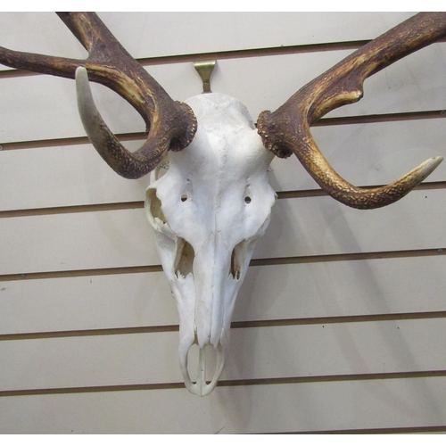 151 - Set of European red deer (Cervus Elaphus) adult stag antlers with skull, seven and six points, wides... 