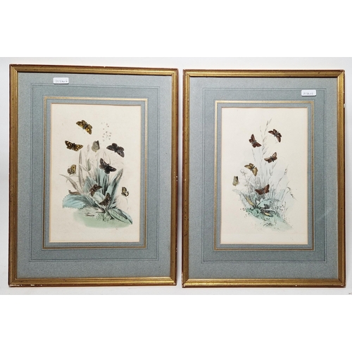 246 - Six framed coloured botanical engravings, including two 19th century hand coloured engravings with b... 