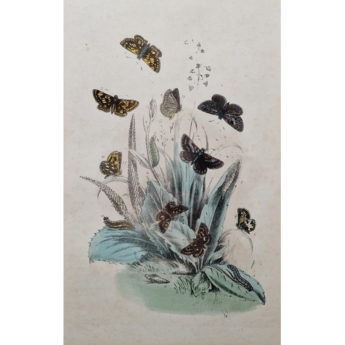 246 - Six framed coloured botanical engravings, including two 19th century hand coloured engravings with b... 