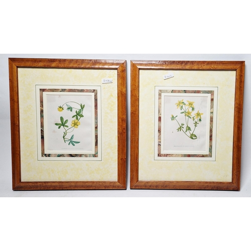 246 - Six framed coloured botanical engravings, including two 19th century hand coloured engravings with b... 