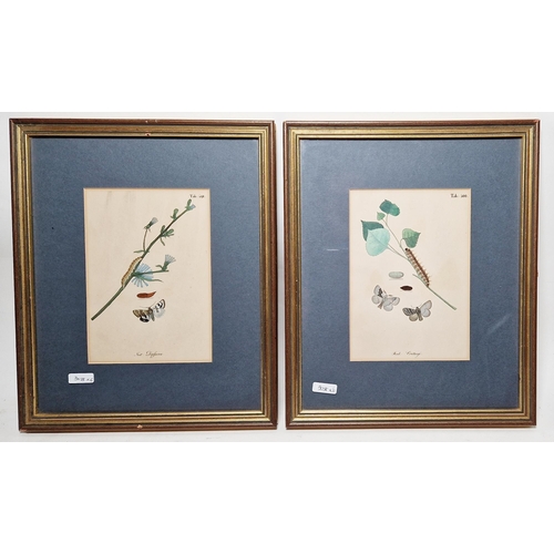 246 - Six framed coloured botanical engravings, including two 19th century hand coloured engravings with b... 