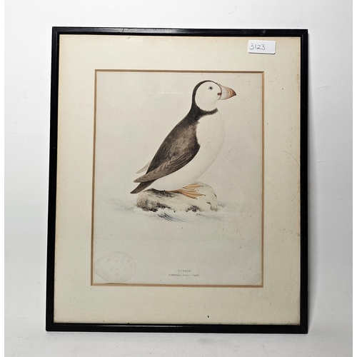 264 - Coloured print of a puffin, Fratercula Artica (Steph), resting on a rock in the sea, with an egg low... 