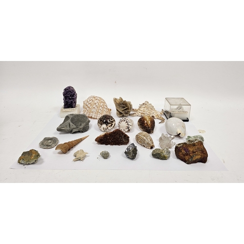 147 - Collection of fossils, shells and gemstones including an ammonite fossil, 12cm wide, a tonna shell, ... 