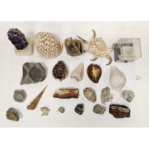 147 - Collection of fossils, shells and gemstones including an ammonite fossil, 12cm wide, a tonna shell, ... 