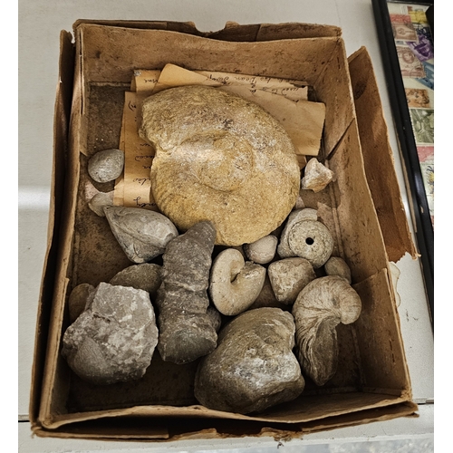 147 - Collection of fossils, shells and gemstones including an ammonite fossil, 12cm wide, a tonna shell, ... 