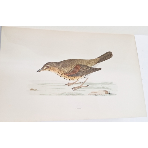 73 - Morris, Reverend F. O. 