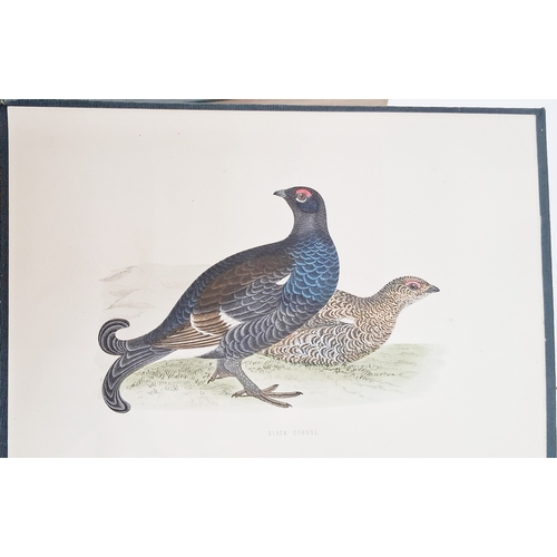 73 - Morris, Reverend F. O. 