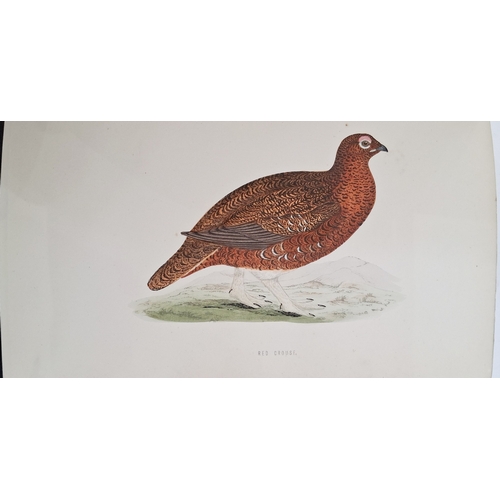 73 - Morris, Reverend F. O. 