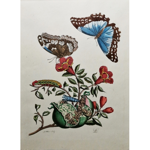 353 - After Maria Sibylla Merian (1647-1717)
 Colour engraving
 Pair of hand-coloured engravings depicting... 