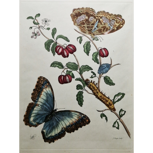 353 - After Maria Sibylla Merian (1647-1717)
 Colour engraving
 Pair of hand-coloured engravings depicting... 