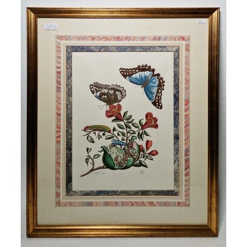 353 - After Maria Sibylla Merian (1647-1717)
 Colour engraving
 Pair of hand-coloured engravings depicting... 