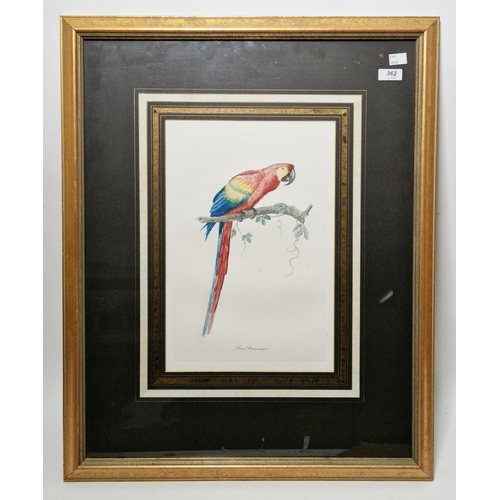 362 - Late 19th/early 20th century school
 Etching and aquatint
 'Ava Aracanga' study of a macaw perched o... 