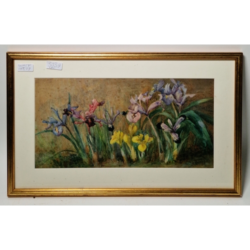 379 - Marie Hensley (1856-1911)
 Watercolour
 Study of irises, signed and dated 1902 lower right, framed a... 