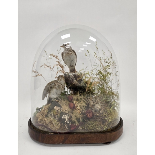 212 - Two taxidermy skylark birds mounted in a naturalistic setting with three chicks in a nest, containin... 