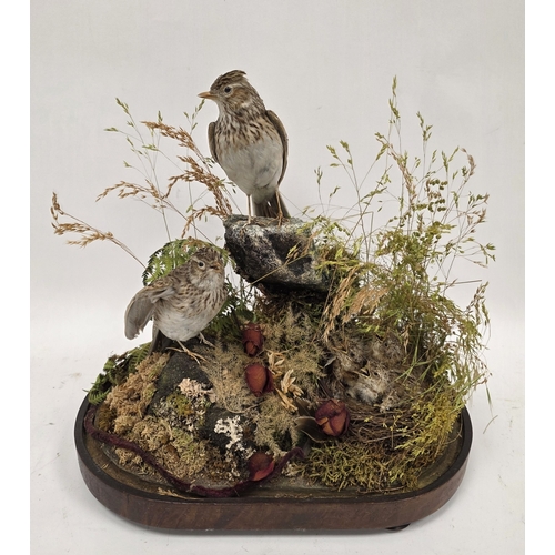 212 - Two taxidermy skylark birds mounted in a naturalistic setting with three chicks in a nest, containin... 
